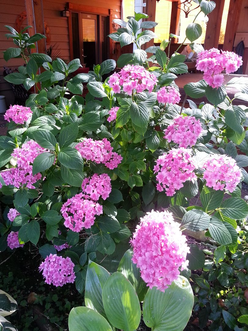  photo 20140725_153907_zpssfnqzohq.jpg